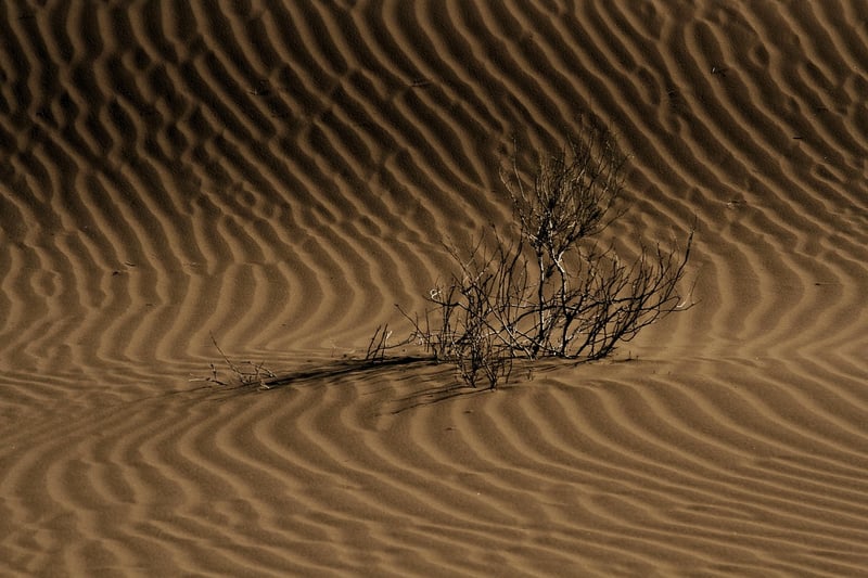 Desert Oasis